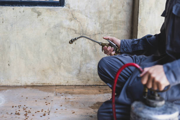 Wasp Removal Services in Yuma, AZ